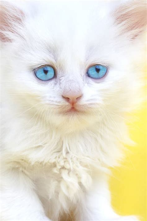 Gatinho Branco Olhos Azuis Foto De Stock Imagem De Fundo