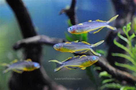 Forktail Rainbowfish Aquarium Fish India