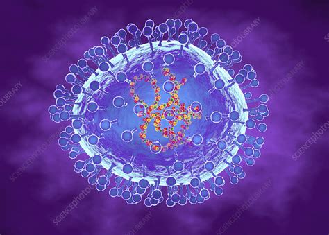 Human Metapneumovirus Illustration Stock Image F Science