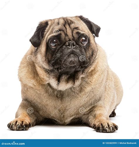 Fawn Pug Dog Laying On The Ground Stock Image Image Of Animal