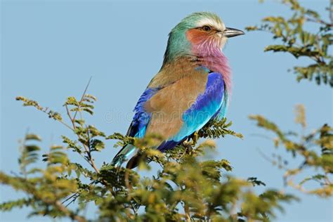 Lilac Breasted Roller Perched On A Tree Stock Photo Image Of Wild