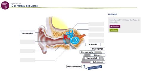 Wie Ist Das Ohr Aufgebaut Pregnant Health Tips