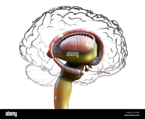 Human Brain Anatomy Illustration Stock Photo Alamy