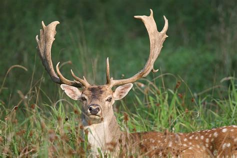 Fallow Deer Hirsch Enclosure Antler Carrier Antler Damm Wild