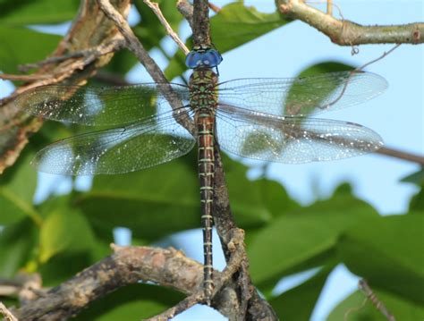 A Wandering Naturalist: Florida: Some Florida Dragonflies