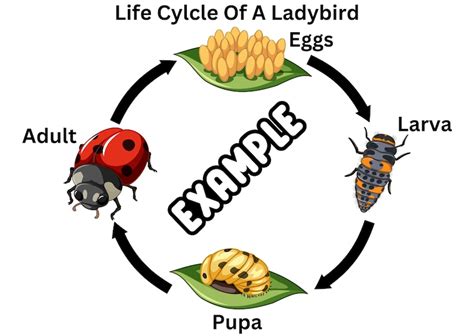 Life Cycle of A Ladybird & Colouring Sheet - Etsy