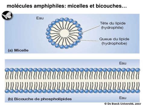 Biochimie Les Lipides Flashcards Quizlet