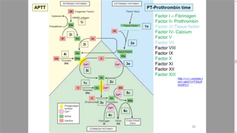 Blood Coagulation And Fibrinolysis Flashcards Quizlet