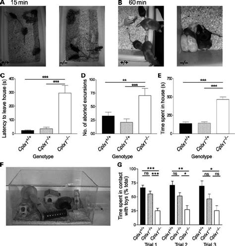 Cplx1 2 2 Mice Exhibit Reduced Exploration Of Novel Stimuli And