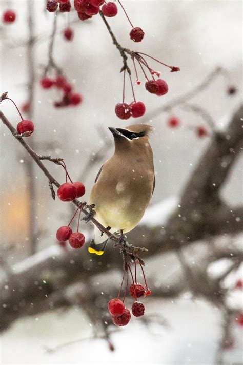 34 best Northeastern birds images on Pinterest | Beautiful birds ...