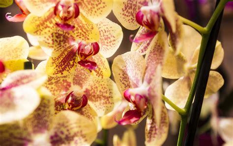 yellow pink orchids - Photo #1702 - motosha | Free Stock Photos