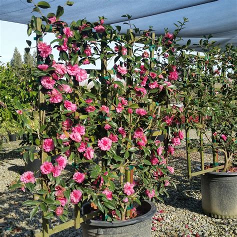 Camellia sasanqua 'Shishi Gashira' - Mid Valley Trees