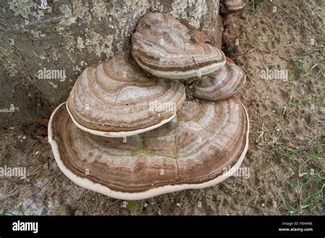 ganoderma applanatum  res stock photography  images alamy