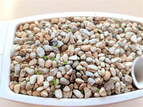 How To Grow A Succulent From Seeds Succulents And Sunshine Succulent Seeds Growing