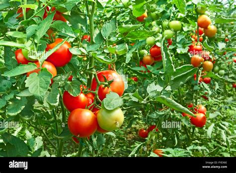 Hydroponic Farm Growing Tomatoes Hi Res Stock Photography And Images