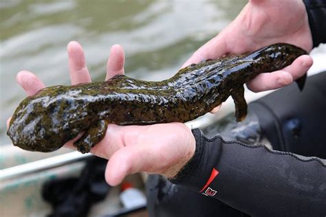 These Photos Prove the Hellbender Salamander Is the World's Greatest Animal