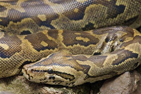 African Rock Python Facts About The Largest Snake In Africa