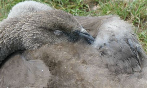 Danach Ein Nickerchen H Ckerschwan Cygnus Olor C Bernd Flickr