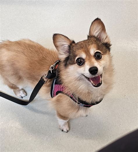 Is Zoey really too small? We investigate about her size and impact in the niche