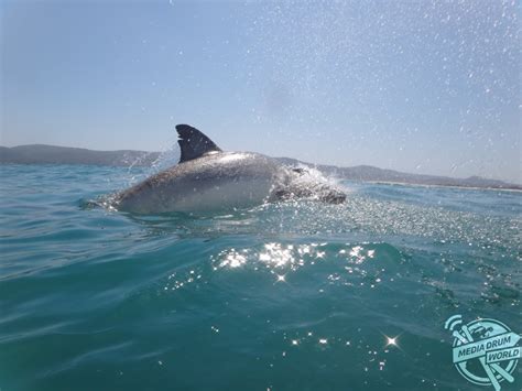 Huge Great White Shark Breaches Water Inches From Tourists Media Drum