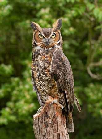 Do Owls Have Ears? - Ask About Birds