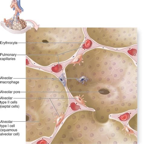 Alveolar Cell Types And Ct Diagram Quizlet