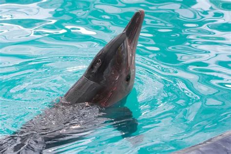 Pictures Dolphins Eating Fish Dolphin Eats Fresh Fish — Stock Photo