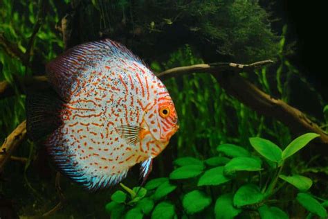 11 Best Aquarium Plants for Discus that Work (With Pics) – Aquarium Genius