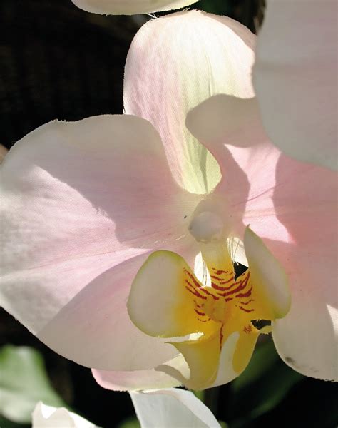 Künstliche Orchidee Phalaenopsis getopft 115 cm creme rosa