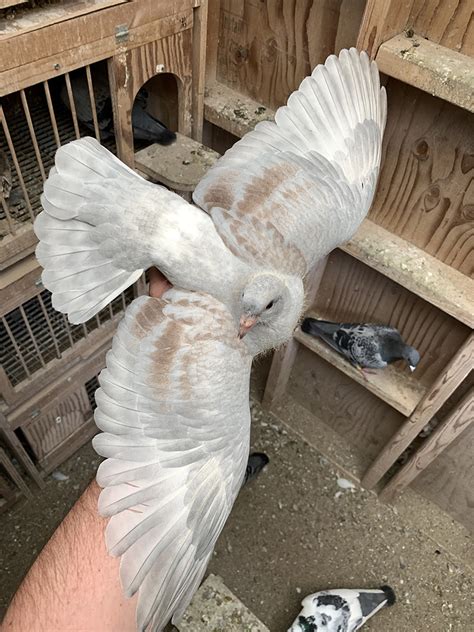 Recessive Opal Racing Pigeon Collection Kastle Loft