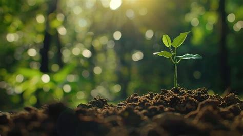 Dia Da Terra Rvore De Plantas Jovens Germinadas Na Natureza Floresta