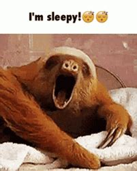 Tired Meme Sleepy Sloth GIFDB