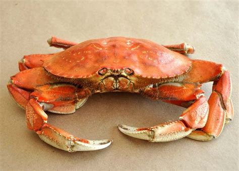 A Close Up Of A Crab On A Table