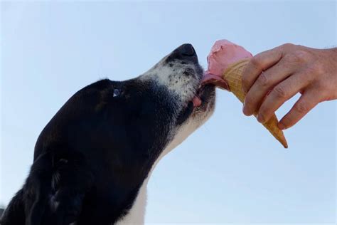 Alimentos Peligrosos Para Tu Perro Guía Para Protegerlos