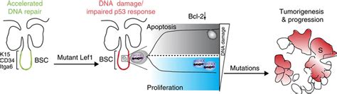 Model For SC Driven Epidermal Tumour Initiation By Mutant Lef1