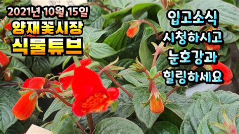 양재꽃시장 식물튜브 쑥부쟁이 맥문동 엔세베고니아 포인세치아 바이올렛 크로톤 히메몬스테라 스킨픽투스 하트펀고사리