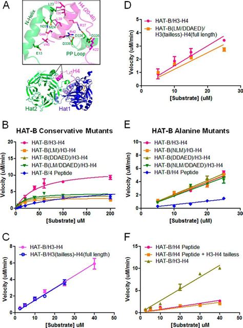 Dissecting The Molecular Roles Of Histone Chaperones In Histone