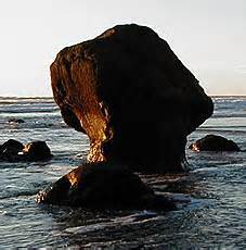 Stumps Found on North Oregon Coast Believed to Be 80,000 Years Old