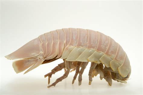 Giant Deep-Sea Roach (Bathynomus giganteus) - Joel Sartore