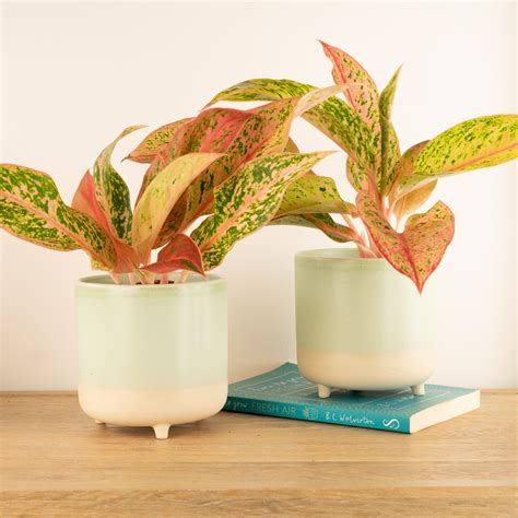 Chinese Evergreen | Prestige & Aglaonema & Houseplant UK
