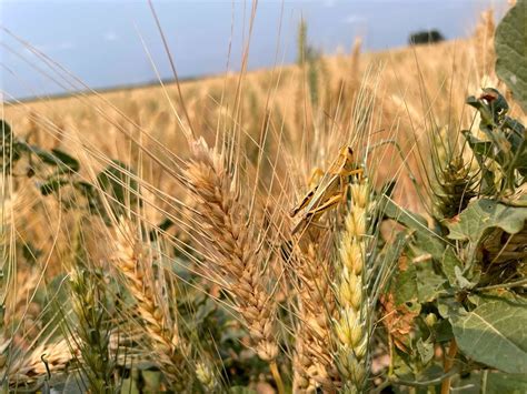 Booming Grasshopper Populations Affecting Prairie Agriculture Sector The Star Phoenix