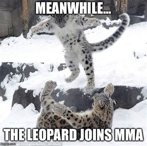 Writer Leopard Memes