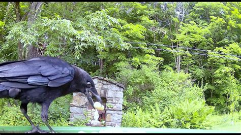 Crow Has Peanuts For Lunch IZEEKER IG 400 YouTube