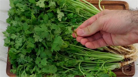 As Puedes Conservar El Cilantro Fresco Por Mucho Tiempo Cilantro