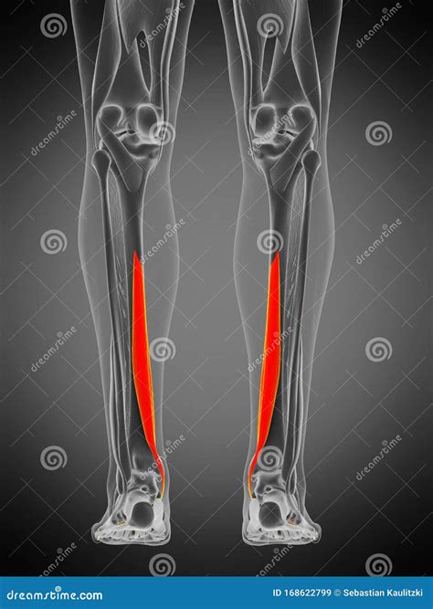 Flexor Digitorum Longus Royalty-Free Cartoon | CartoonDealer.com #168622799