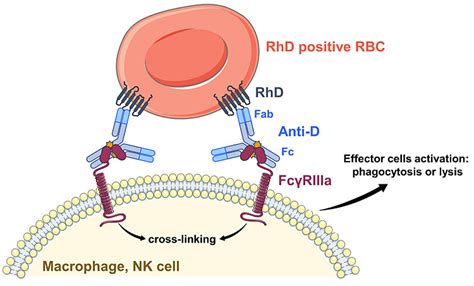 anti rhd immunoglobulin   prevention  hemolytic disease