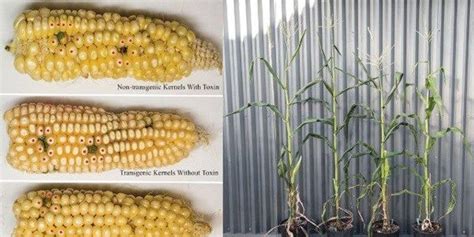 Toward Aflatoxin Free Transgenic Corn The Scientist Magazine