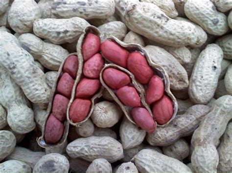 Peanuts, Raw, Valencia - Nuts - Wholesale - Bulk - Nutsite