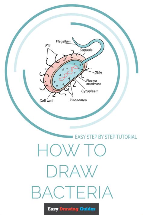 How to Draw Bacteria - Really Easy Drawing Tutorial