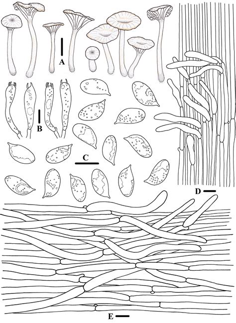 Figure From Morphological And Phylogenetic Analyses Reveal Five New